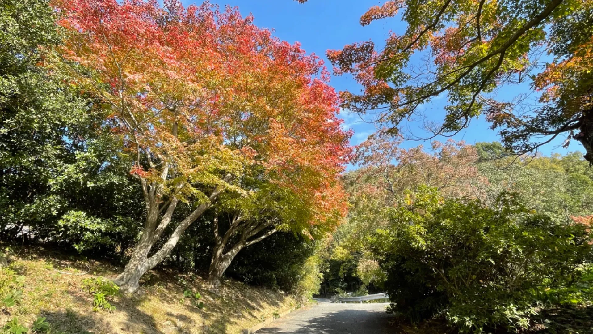 加古川市 谷の長楽寺はただいま紅葉が見頃です