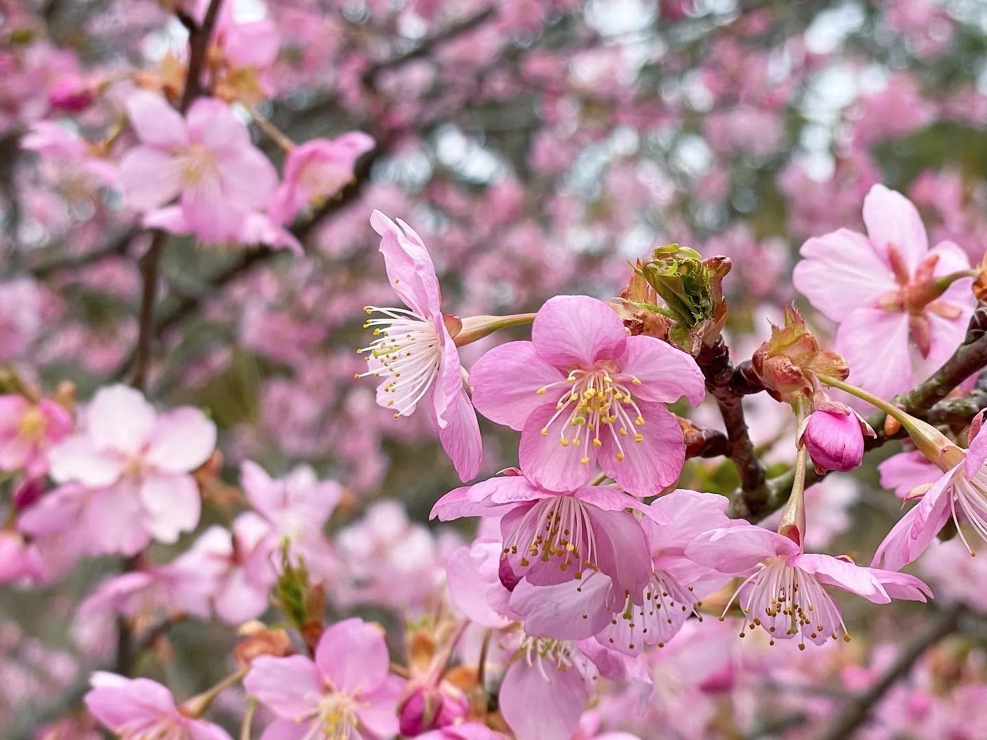 谷の長楽寺の河津桜が満開です
